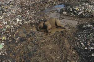 Sri Lanka: Elefanten sterben an Plastik von Mülldeponie